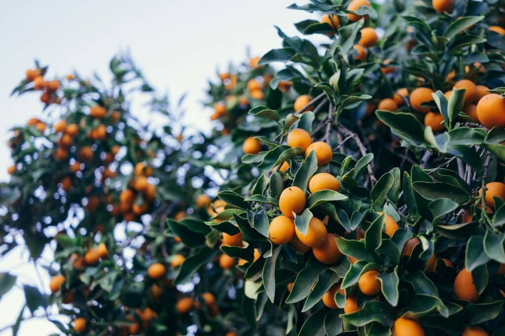 récolte fruits outils